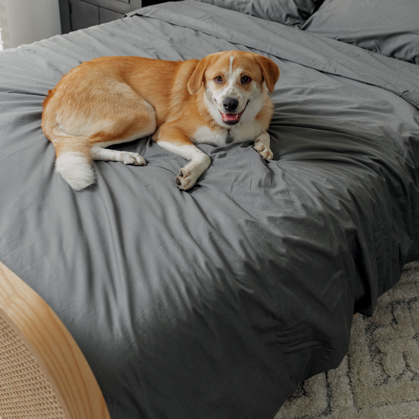 Hair Resistant, Antimicrobial & Cool Pet Bedding Set - Graphite