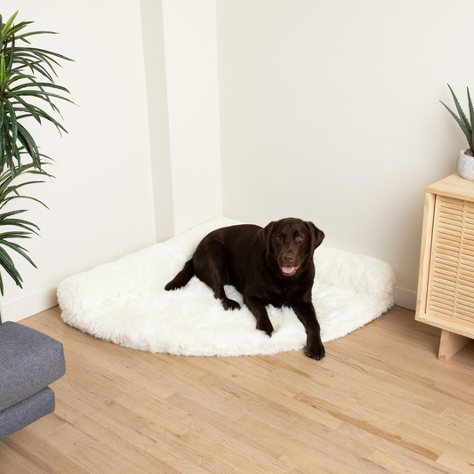 Corner Memory Foam Dog Bed - Polar White