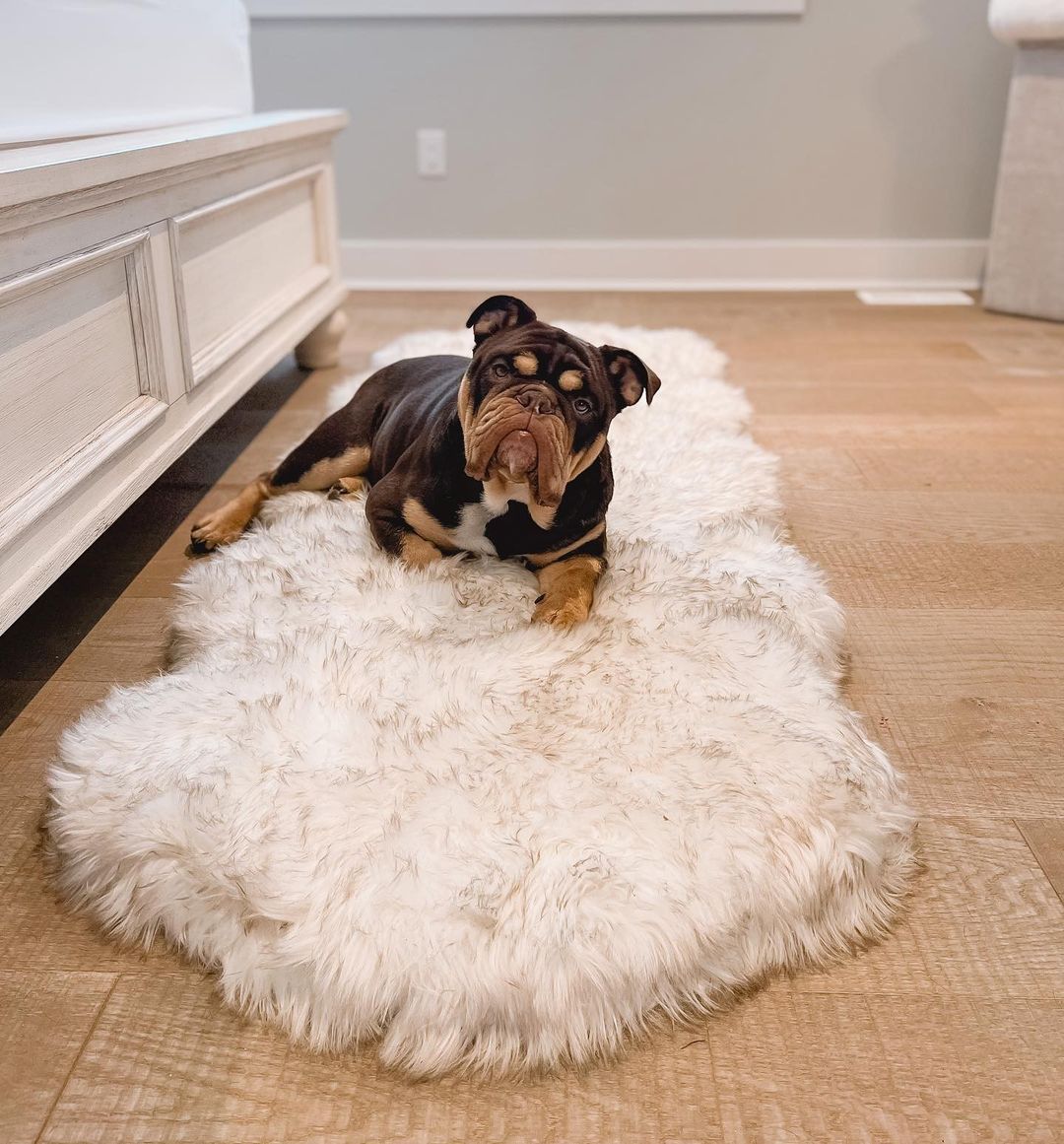 Faux Fur and Memory Foam Dog Bed - Curve White with Brown Accents