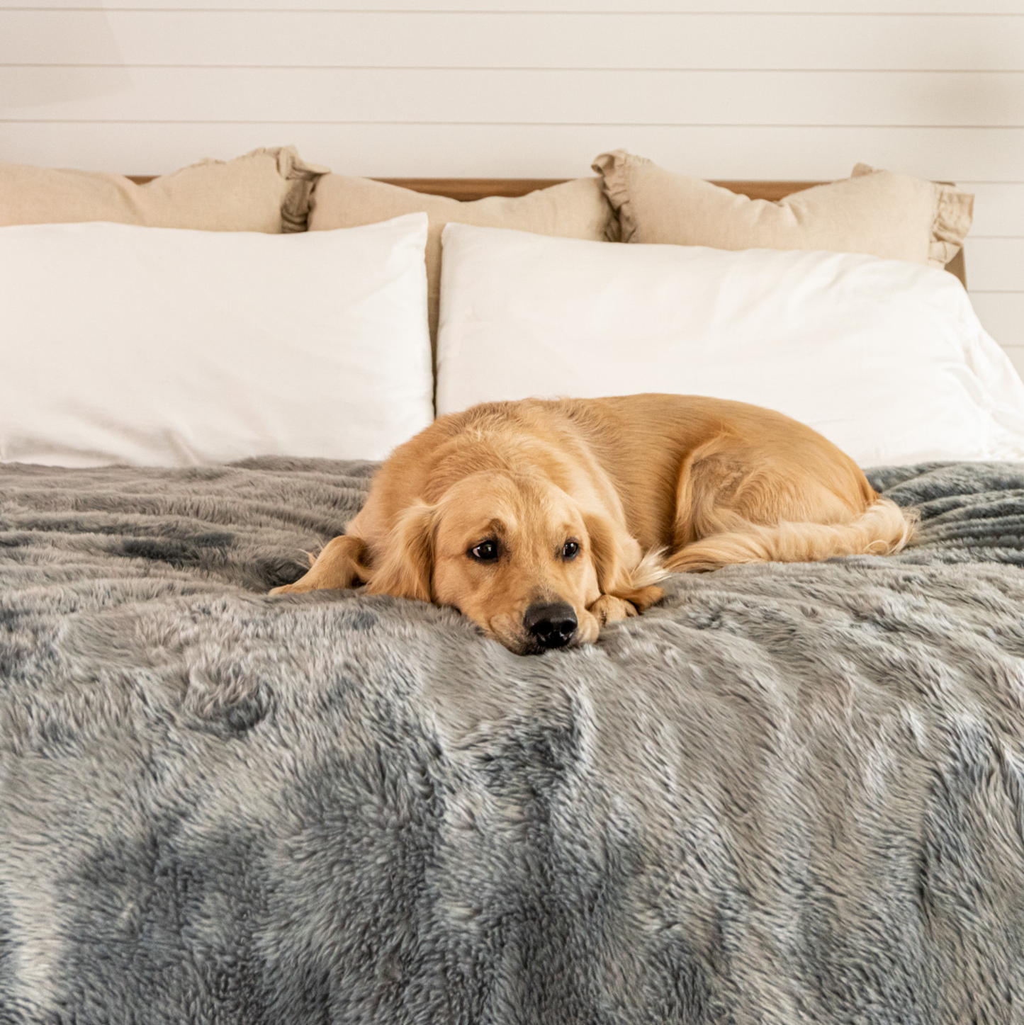 Waterproof Pet Blanket for Dogs - Shorthair, Charcoal Grey