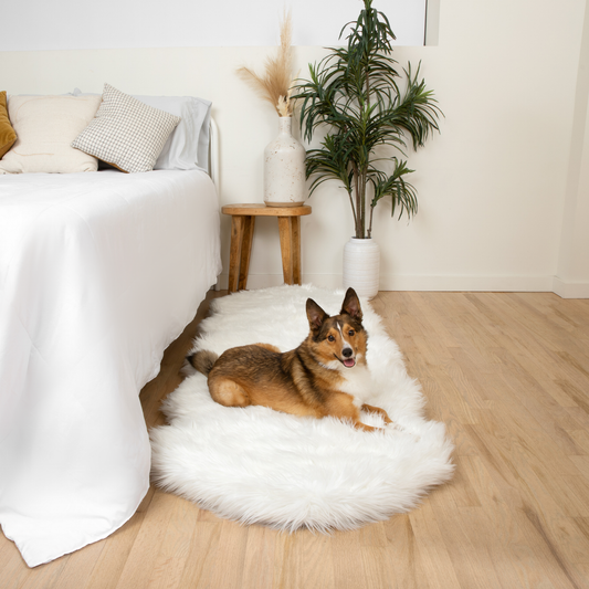 Runner Memory Foam Dog Bed - Curve White