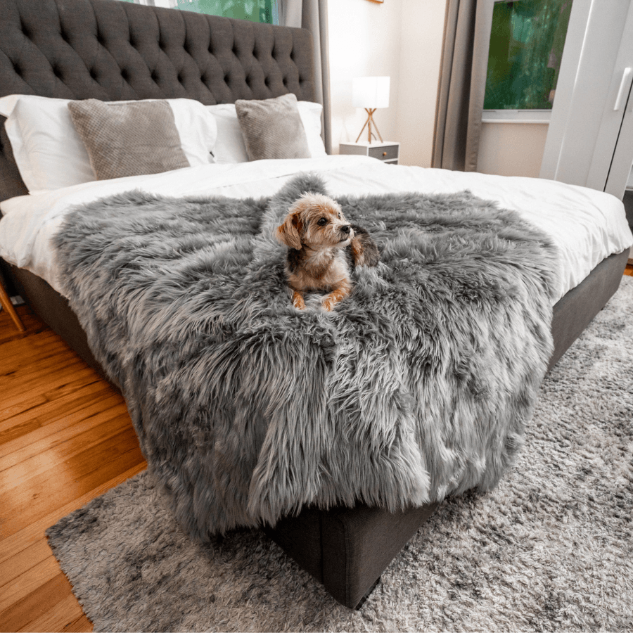Waterproof blanket for dogs - anthracite grey