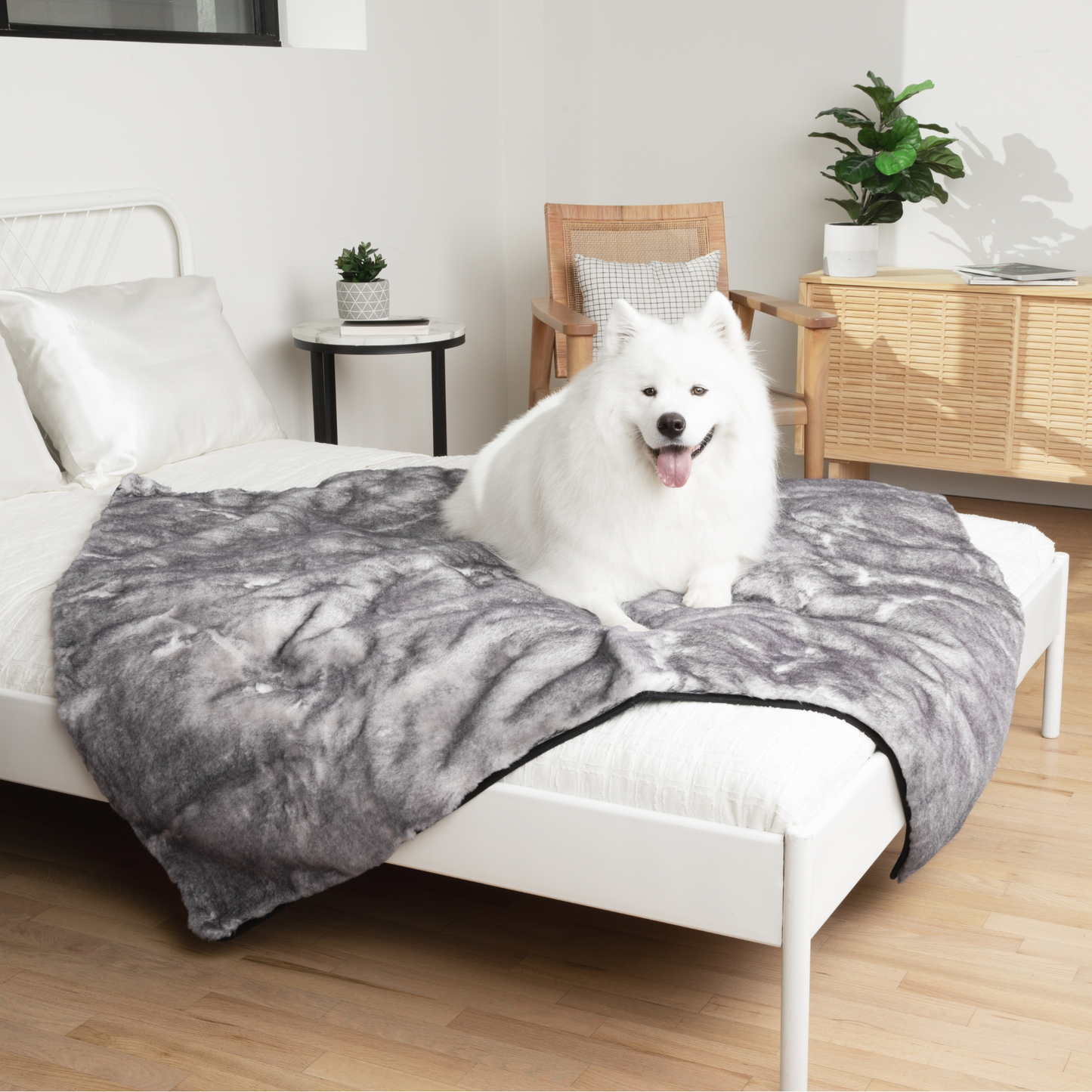 Orthopedic Runner Bed for Dogs + Waterproof Blanket Set - Chinchilla