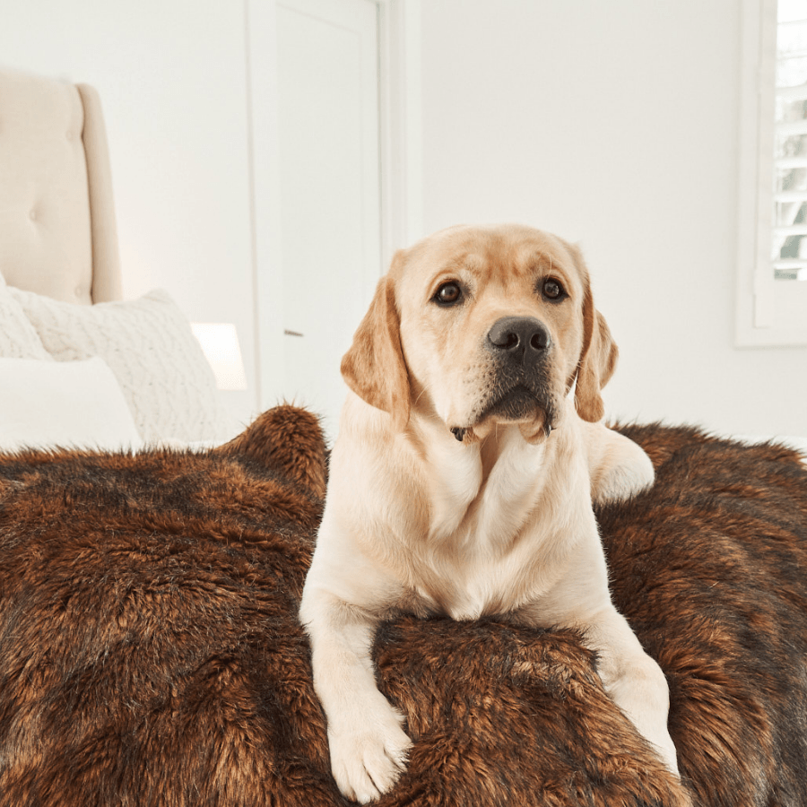Waterproof blanket for dogs - Brown