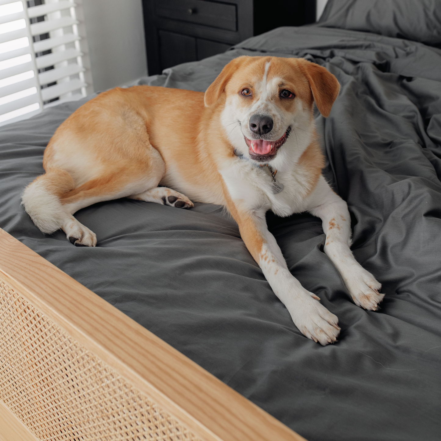 Hair Resistant, Antimicrobial & Cool Pet Bedding Set - Graphite