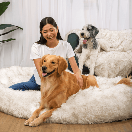 Dog Bed with Waterproof Blanket - White with Brown Accents