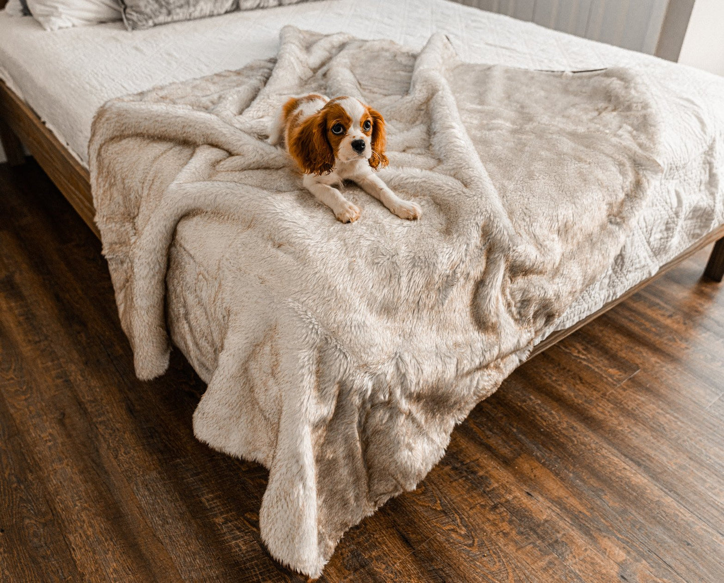Waterproof blanket for dogs, short hair, white with brown accents