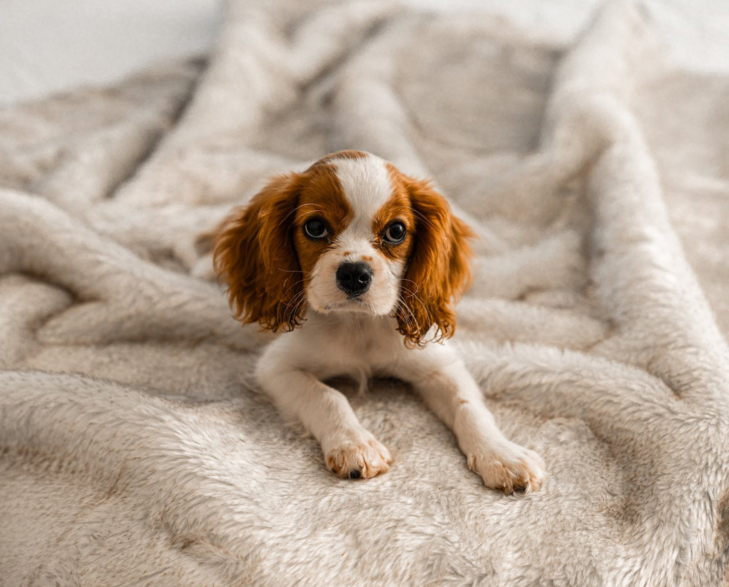Summer Waterproof Blanket for Dogs - White with Brown Accents