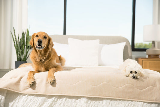 Cooling Dog Blanket - Arctic Sand