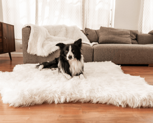 Dog bed made of memory foam with waterproof blanket - Eisbär faux velor