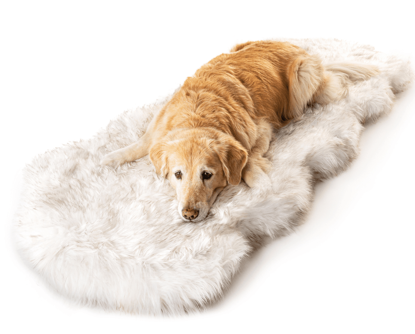 Faux Fur and Memory Foam Dog Bed - Curve White with Brown Accents