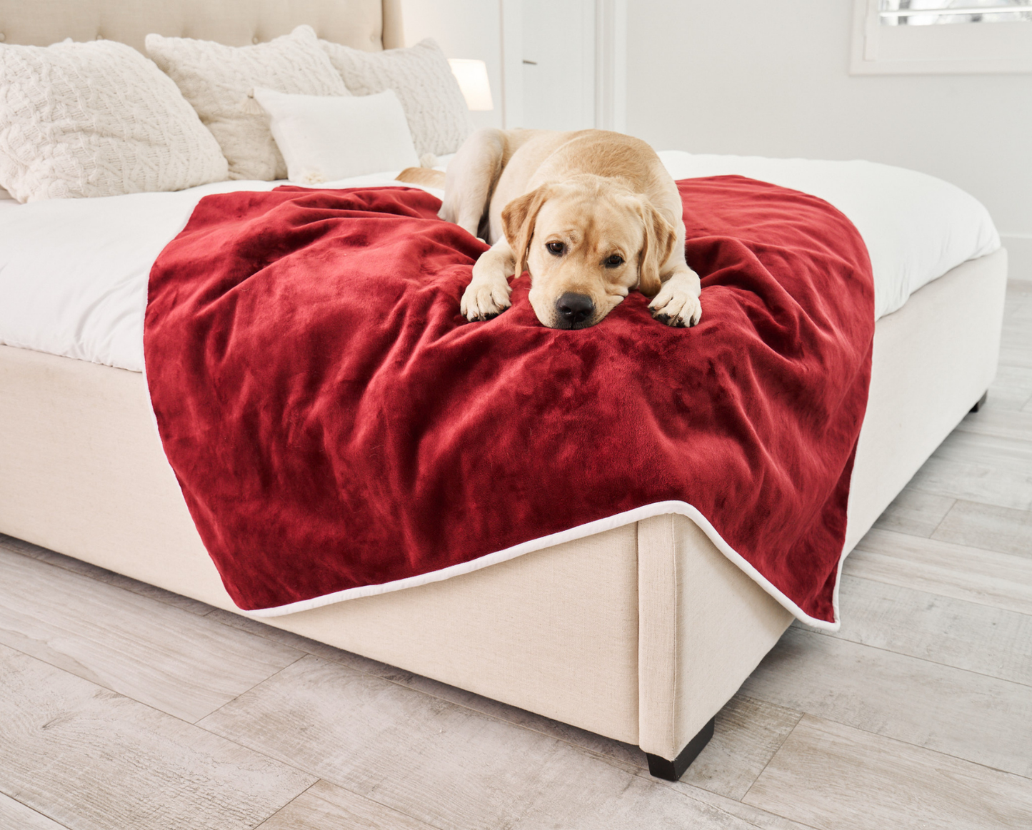 Waterproof Dog Blanket - Red Velvet