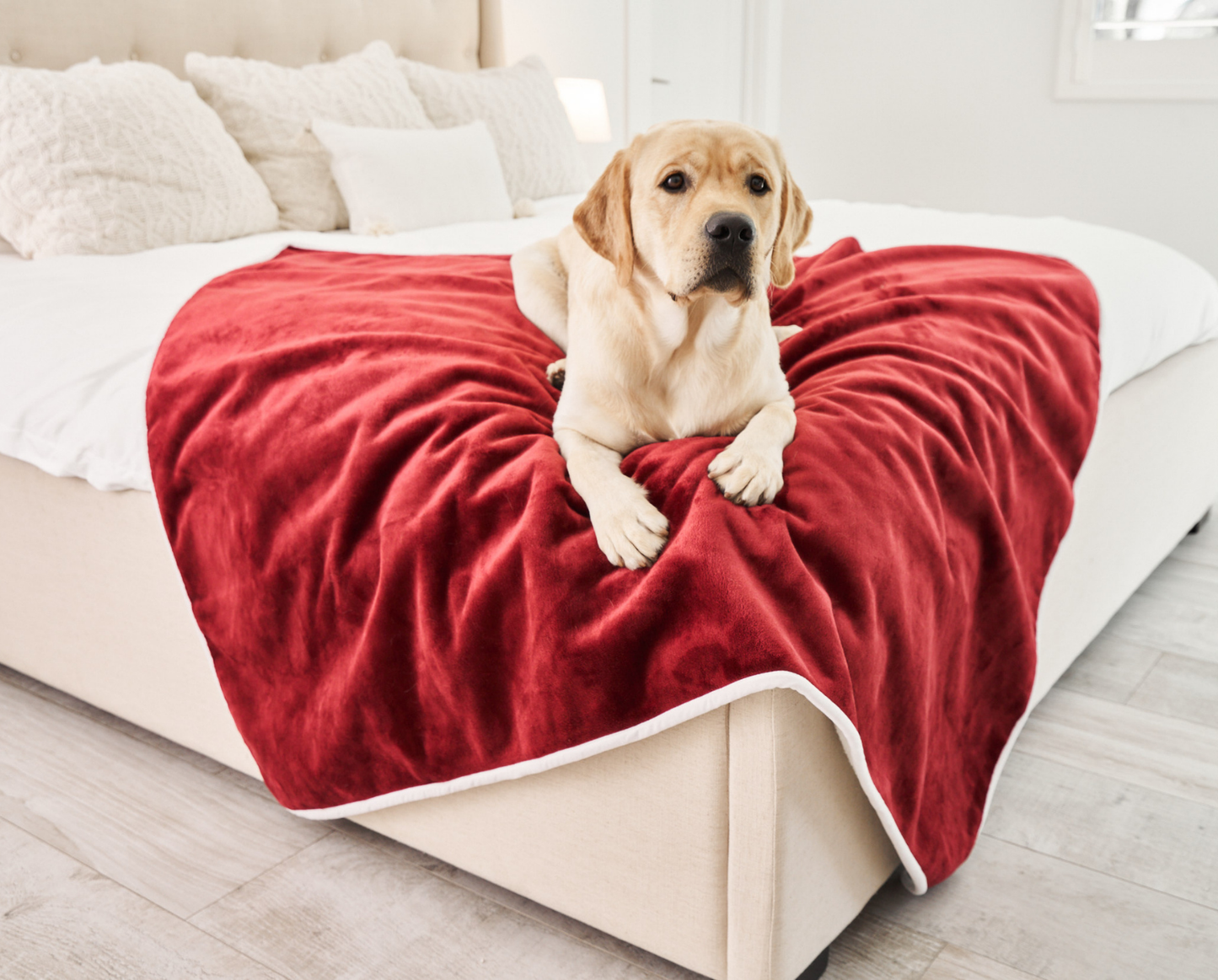 Waterproof Dog Blanket - Red Velvet