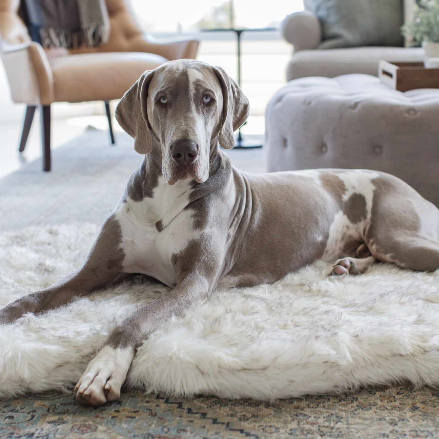 Orthopedic dog bed made of faux fur - curve white with brown accents