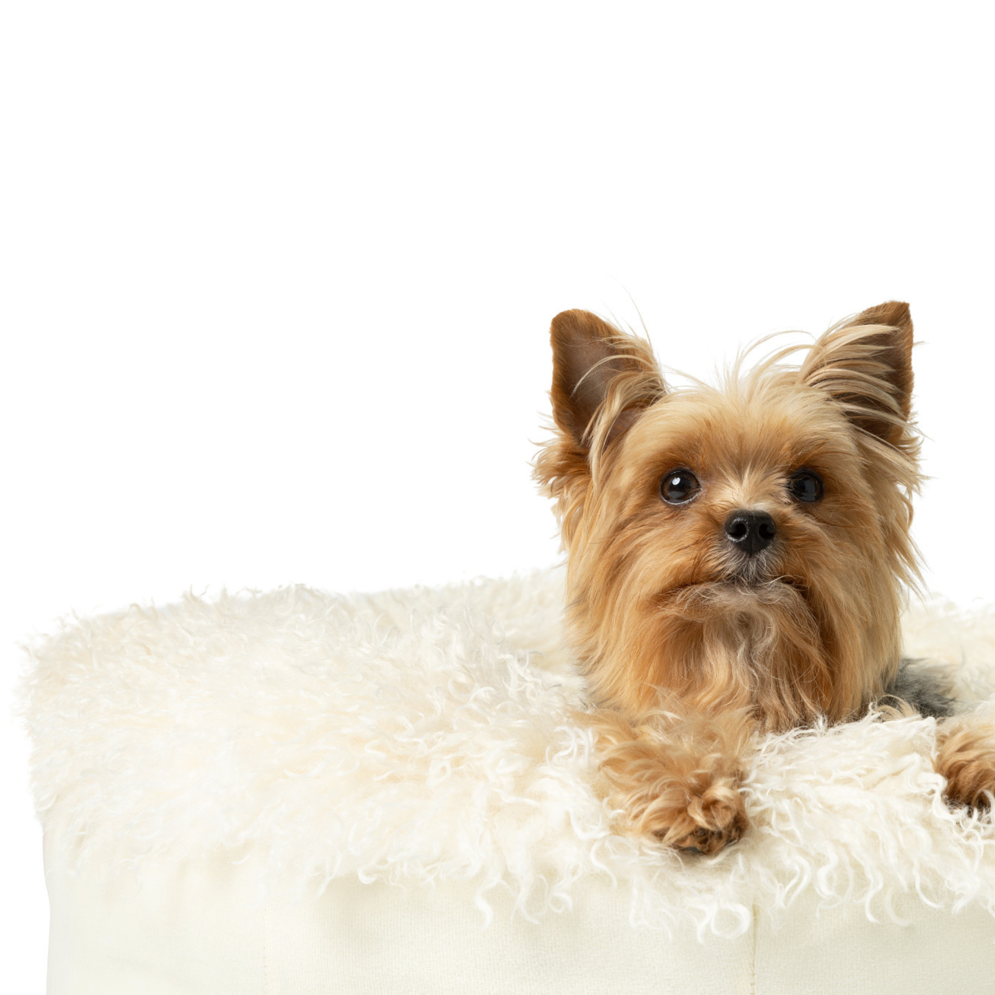 Ivory Plush Donut Dog Bed