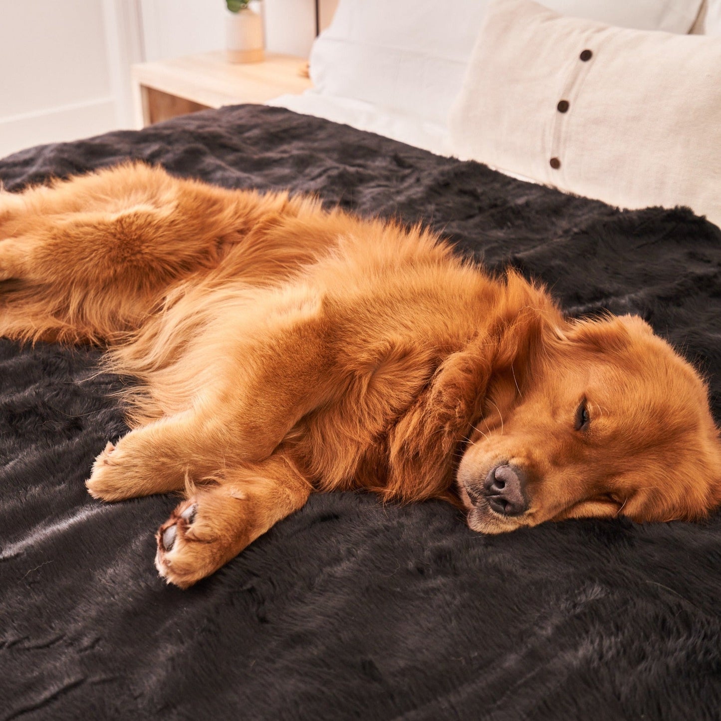 Waterproof summer blanket for dogs - Black