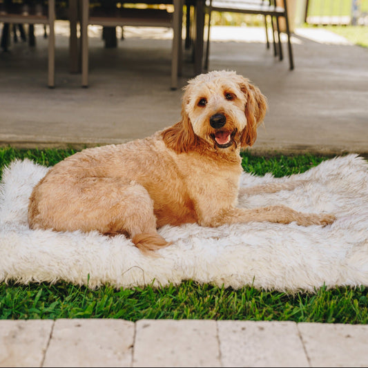 Portable Orthopedic Dog Bed - White with Brown Accents