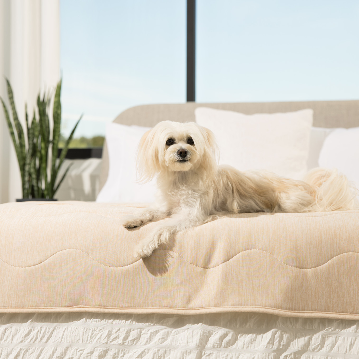 Cooling Dog Blanket - Arctic Sand